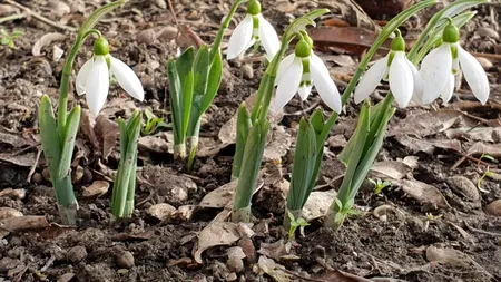 Prognoza meteo până pe 6 februarie. Vreme de primăvară în cea mai rece lună a anului. Când va ninge în România