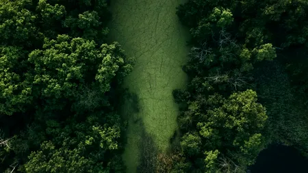 Animalul rar care și-a făcut apariția pe teritoriul României. Iubitorii de natură au avut o supriză deosebită