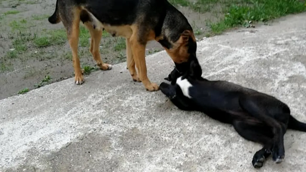 #cugandullaanimale. Maidanezii din Gura Humorului ar fi otrăviți fără milă de autorități / Locuitorii și turiștii sunt șocați: A început „curățenia