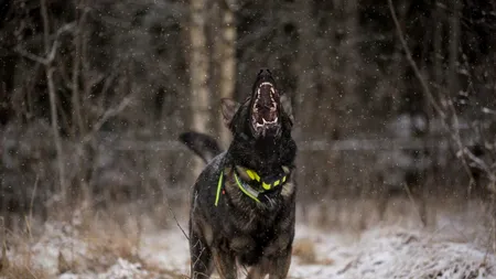 Și-a găsit sfârșitul în chinuri groaznice! Un bărbat a murit sfâșiat de câini