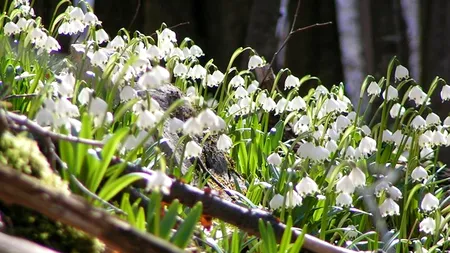 Cel mai frumos loc din România: „Dumbrava minunată