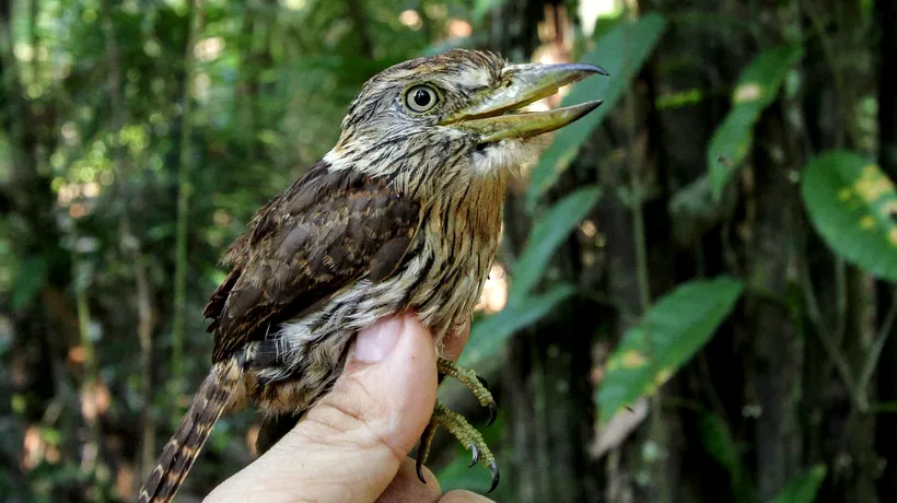 15 specii noi de păsări au fost descoperite în pădurea amazoniană