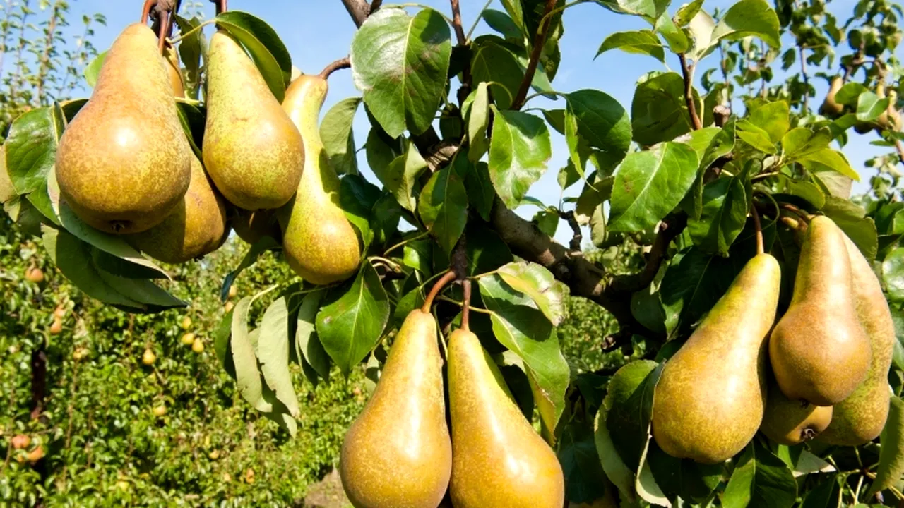 Cum au ajuns la vânzare perele turcești cu pesticide