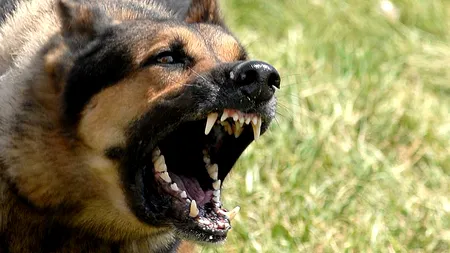 O femeie a fost ucisă de un câine. Animalul era vaccinat antirabic și nu are semne de turbare