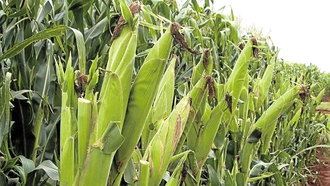 Prima țară din Uniunea Europeană care interzice erbicidul glifosfat: Există suspiciuni că ar fi cancerigen