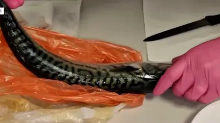 Este dezlegare la PEȘTE, de Florii, dar cât de sigur este acest aliment? Scrumbia de Dunăre este un adevărat pericol pentru sănătate