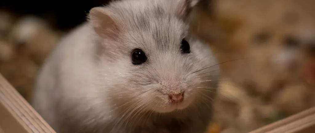 Hong Kong sacrifică 2.000 de hamsteri, după apariția unui focar de COVID-19