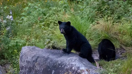 Clipe de groază pentru un copil: Un urs l-a mușcat de față și de ureche, chiar în timp ce dormea. Ce le-a mărturisit victima polițiștilor - FOTO