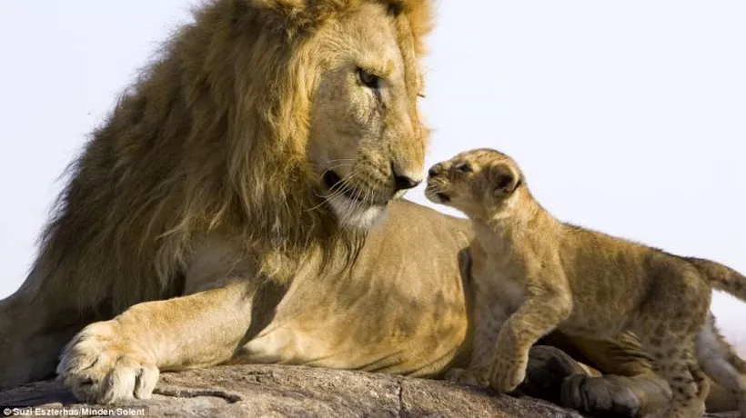 FOTO. Prima întâlnire dintre un leu și puii săi