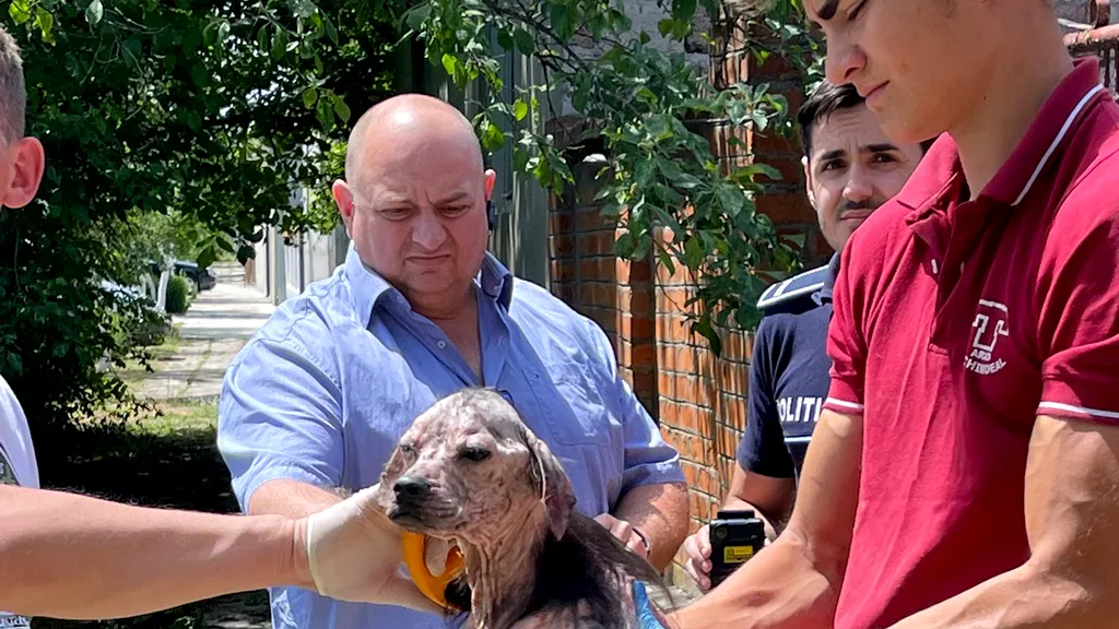 FOTO-VIDEO | Aproape 100 de câini trăiau în condiții improprii în curtea și incinta unui imobil din județul Arad. Ce s-a întâmplat cu animalele, după intervenția autorităților