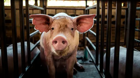 Legea porcului a fost modificată: transportul ilegal a cel puțin șase porci devine infracțiune. Animalele și vehiculul pot fi confiscate