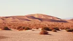 Au plantat copaci în Sahara, dar totul părea „mort”. Ce s-a întâmplat după ce au eliberat 500 de broaște țestoase
