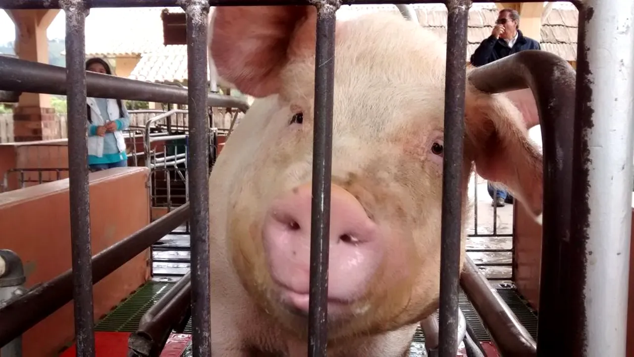 Prețul cărnii de porc îi încaieră pe români înainte de Crăciun. Marii producători, în război cu micii fermieri!