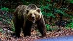 Un bărbat a fost atacat de urs după ce mașina în care se afla a lovit animalul într-o localitate din Mureș. Ce s-a întâmplat la scurt timp