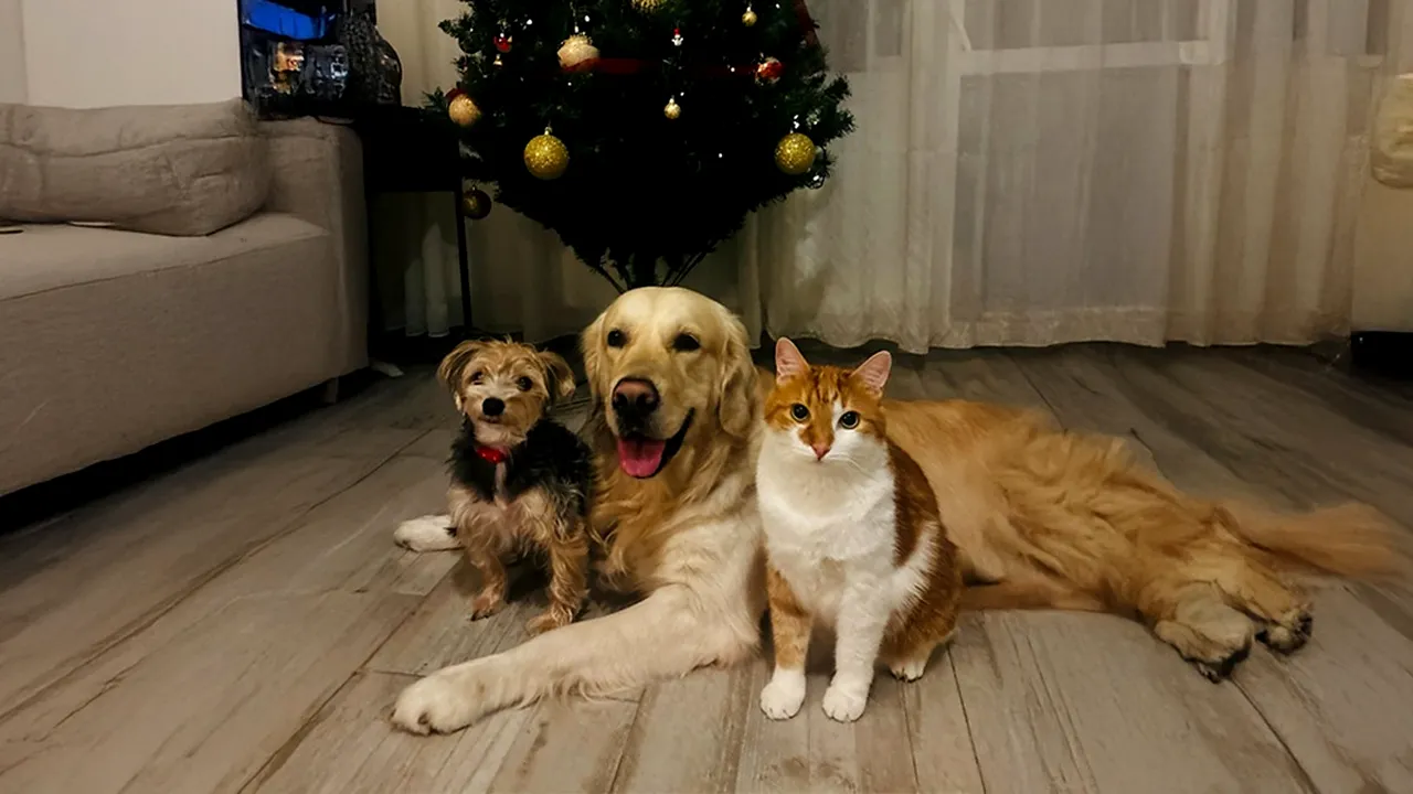 Petardele și pocnitorile, reale PERICOLE pentru CÂINI de Revelion. Sfaturile medicilor pentru „părinții” de blănoși: ”Îi pot afecta serios”