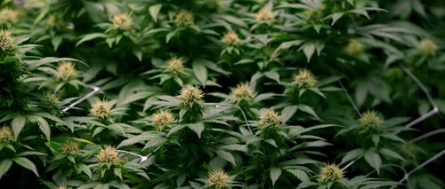 Lovitură pentru traficanții de droguri: Una dintre cele mai țări din lume se pregătește să legalizeze consumul de marijuana