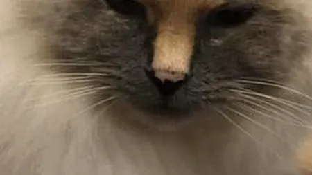 O pisică blândă și iubitoare nu și-a găsit stăpân din cauza semnului din naștere pe care îl are pe față - FOTO