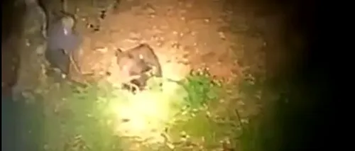 VIDEO | Un bărbat a fost filmat în timp ce lovea cu un par un urs în pădure. Animalul s-a năpustit asupra lui