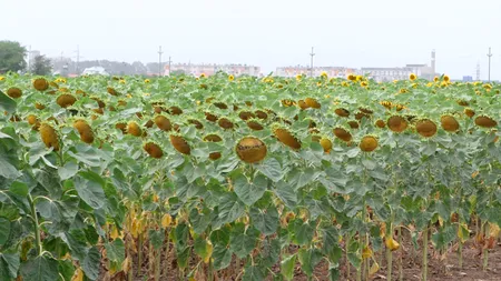 Peste 30% din culturile agricole din județul Brașov sunt compromise din cauza secetei