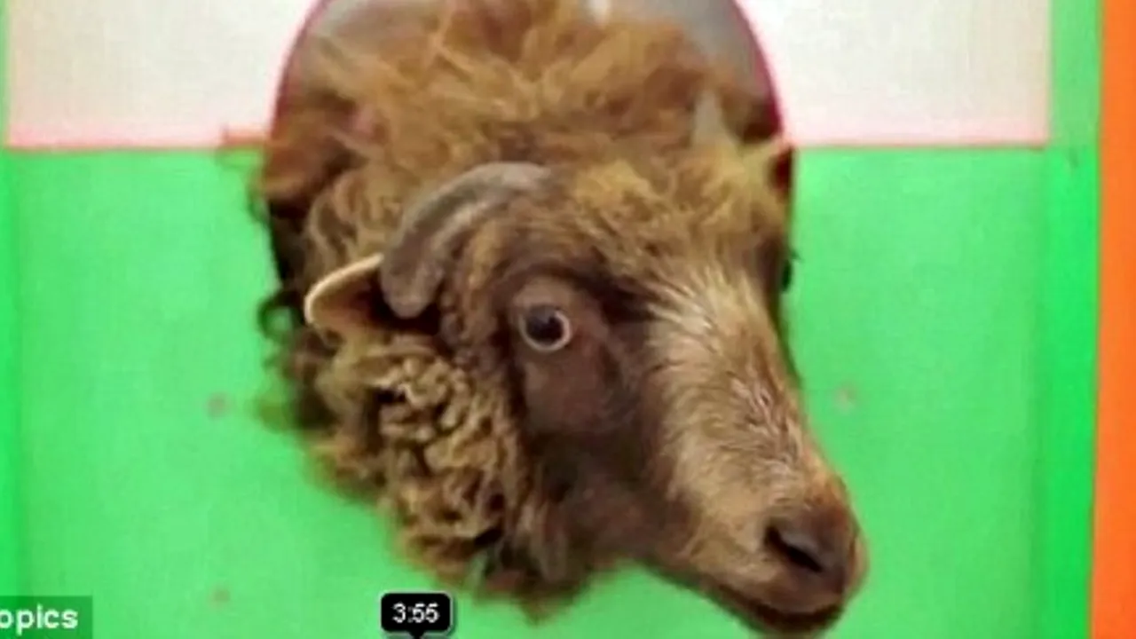 Un experiment care i-ar putea duce pe doi studenți de la Arte direct la închisoare