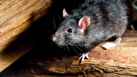 SUA. După coronavirus, orașul New York se confruntă cu o nouă problemă: o invazie de șobolani flămânzi