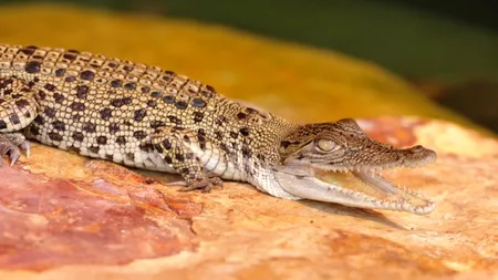 Cele mai ciudate cadouri „de naștere