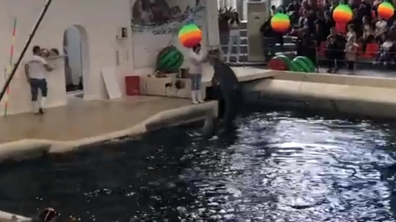 Momente cumplite la un delfinariu: A murit chiar în timpul spectacolului / Spectatorii au rămas îngroziți 