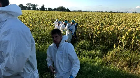 Noi probe în cazul crimelor din Caracal, căutate într-un lan de floarea soarelui din localitate 