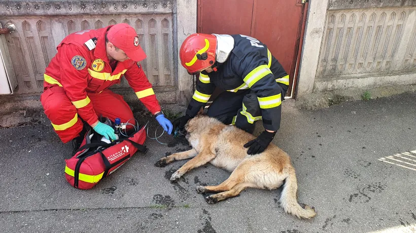 Imagini emoționante cu un câine salvat de pompieri dintr-un incendiu care a avut loc joi în București
