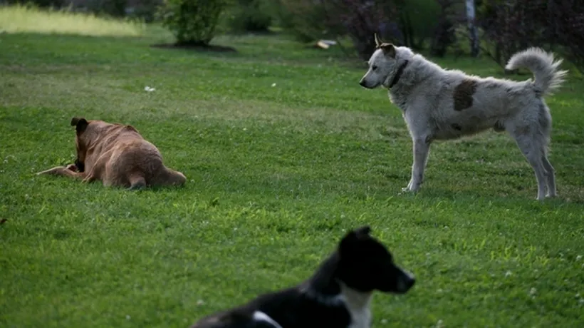 Două legi concomitent în vigoare pe subiectul eutanasierii câinilor - una o permite, cealaltă o interzice