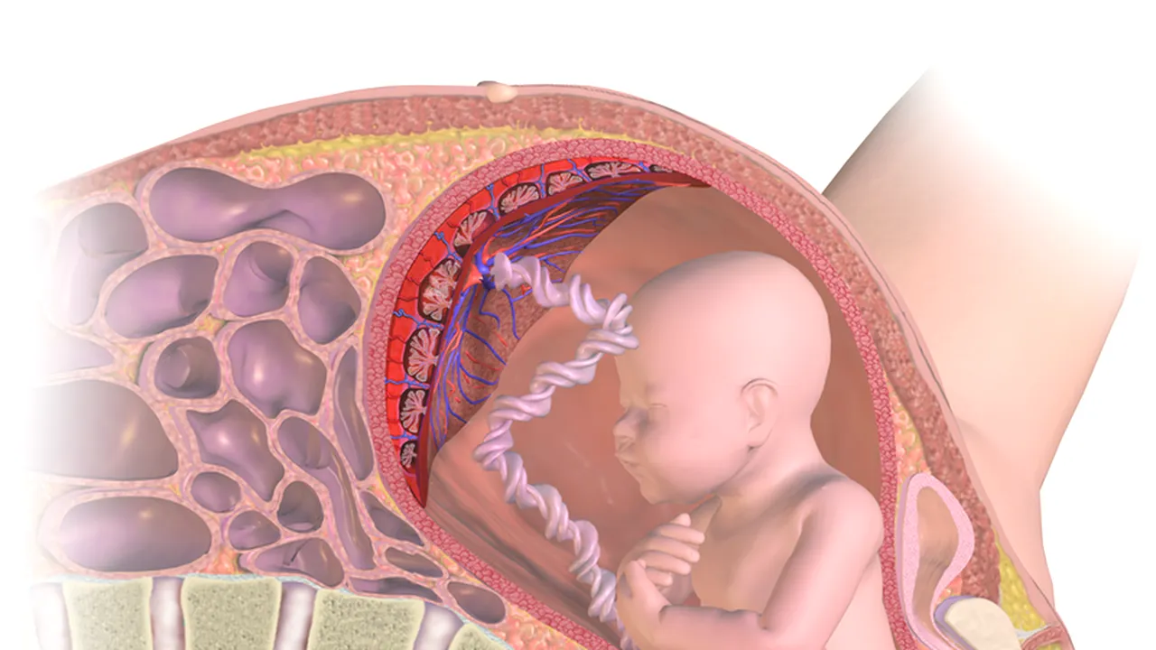 Placenta bebelușului nu trebuie consumată, avertizează ginecologii canadieni, în fața valului de „placentofagie