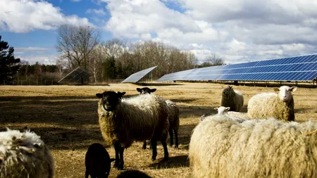 Un concept inovator aduce beneficii extraordinare pentru FERMIERI. Ce se întâmplă cu oile care pasc sub panourile solare?
