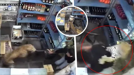 Un leopard a intrat într-un magazin din India și a atacat două persoane. Momentul a fost surprins de camerele de supraveghere