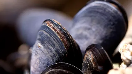 Vor dispărea midiile din Marea Mediterană? Un studiu trage un semnal de alarmă