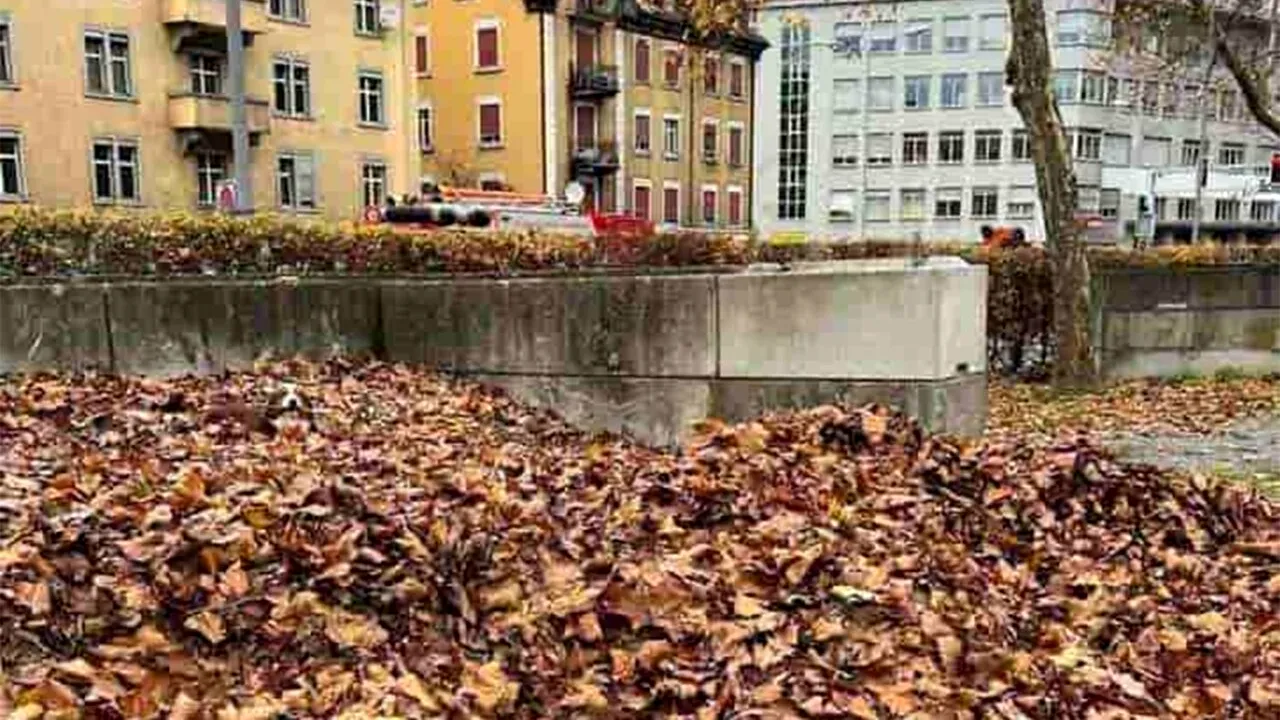 Iluzie optică virală | Găsiți câinele ascuns în această fotografie!