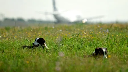 Mărimea contează. Cum învață câinii diferite cuvinte 
