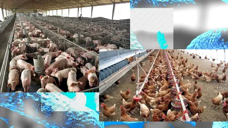 EXCLUSIV| Cât de afectată mai este România de pesta porcină africană și gripa aviară. Șeful ANSVSA: ”Când apărea într-o exploatație, se eutanasia tot”