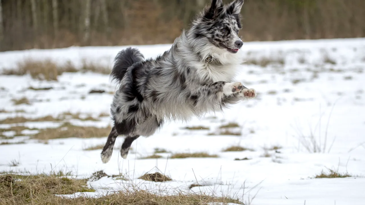 SEZONUL RECE se apropie! Cum SĂ-ȚI PREGĂTEȘTI animalul de companie pentru iarnă