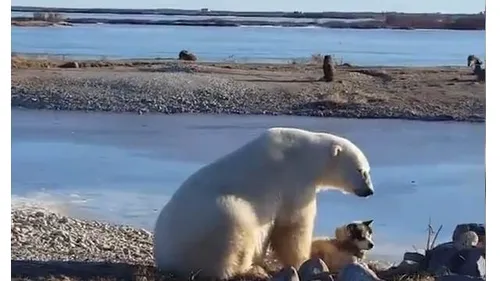 O mângâiere a fost de ajuns. Dovada că un urs polar și un câine ne pot da o lecție de viață. VIDEO