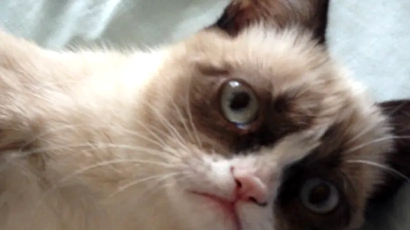VIDEO. O pisică țâfnoasă a ajuns vedetă pe internet în doar câteva zile 