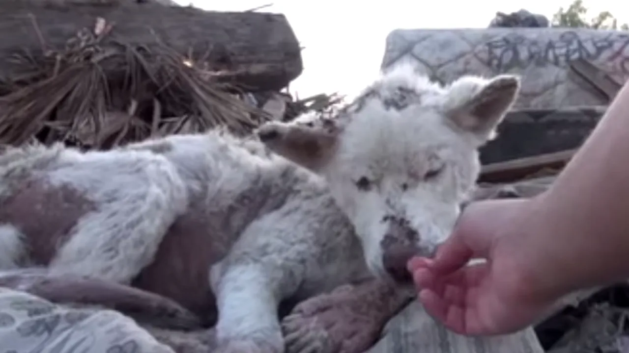 Cum arată acum acest cățel salvat dintr-o groapă de gunoi