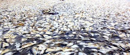 Pești morți pe râul Timiș, în apropierea unei stații de epurare. Garda de Mediu face verificări