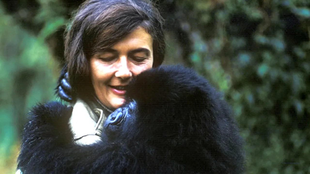 DIAN FOSSEY - 82 de ani de la nașterea lui DIAN FOSSEY, supranumită ''Doamna gorilelor''