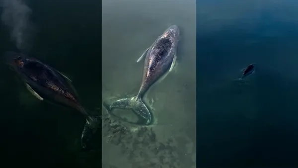 Imagini dramatice cu o balenă cu cocoașă eșuată în Marea Baltică. Ce au decis echipele de salvare după ce au constatat starea critică a animalului