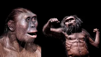 Fosile VECHI de 2,65 milioane de ani din Etiopia provin de la două specii necunoscute de australopiteci și hominizi, au stabilit cercetătorii