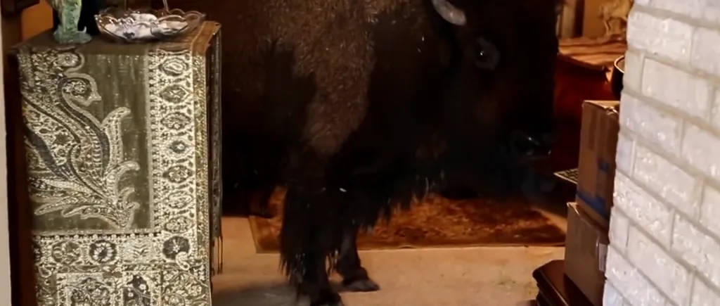 O femeie din Texas a domesticit un bizon, apoi l-a vândut pentru câteva mii de dolari