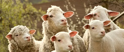 UE vrea să interzică vânzarea de produse provenind de la animalele clonate