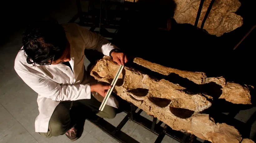 Cel mai vechi strămoș al lui Tyrannosaurus rex, descoperit în Statele Unite