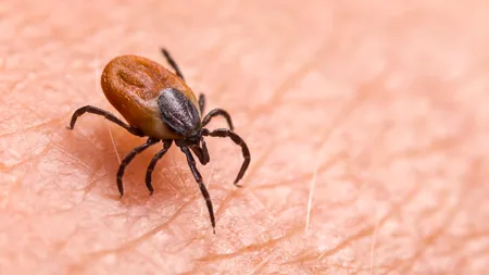 Bărbat mort după ce a fost mușcat de o insectă în Dâmbovița. Tânărul era perfect sănătos