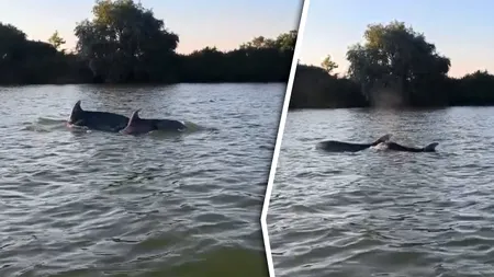 Gândul a mers pe urma imaginilor virale cu delfini în Dunăre. Cum au ajuns mamiferele la Sulina și ce se va întâmpla cu ele? Ce spun specialiștii